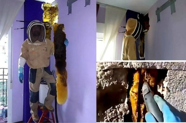 ДЕСЯТКИ ТЫСЯЧ ПЧЁЛ