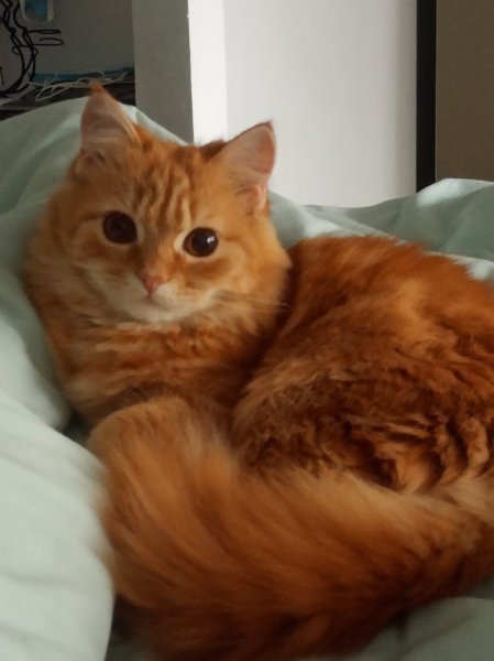 Моя рыжая Мия