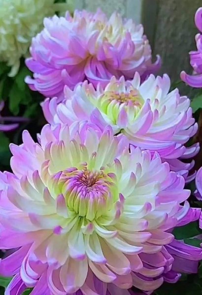 Хризантемы