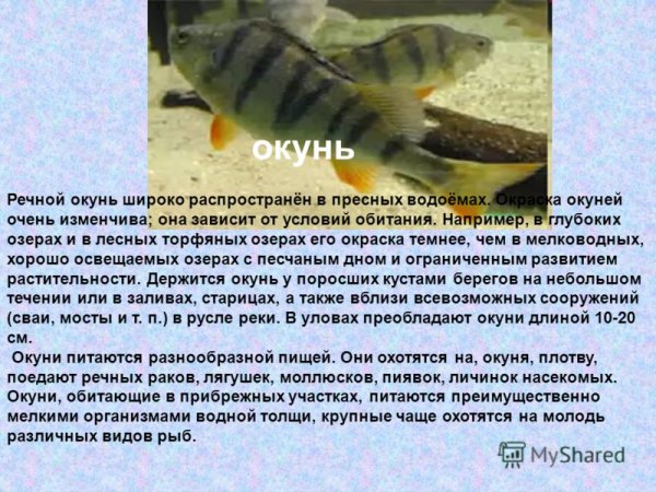 Окунь