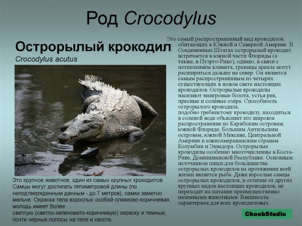 Острорылый крокодил