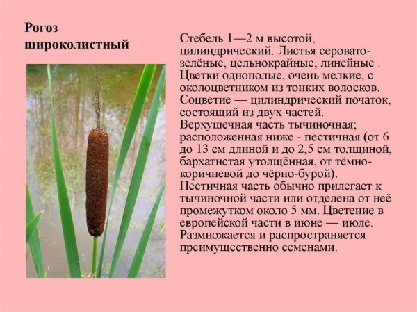 Рогоз широколистный