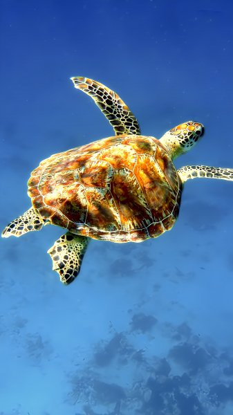 Морская Черепаха