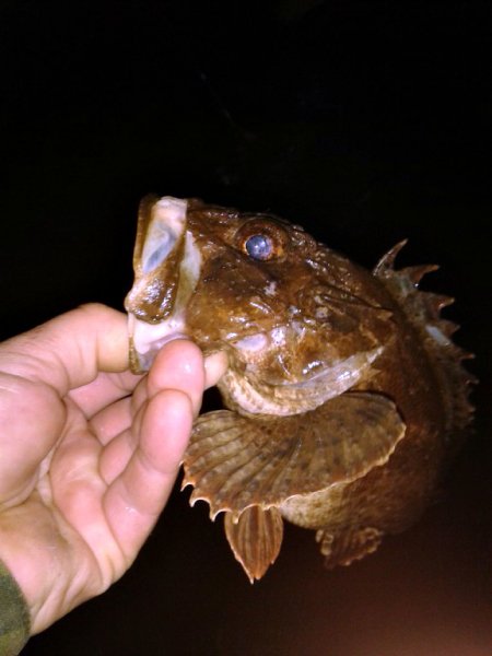 Морской Ëрш, Ченоморская Скорпена