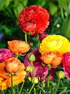 Buket tsvety raznotsvetnyj