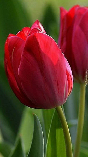 image (2)