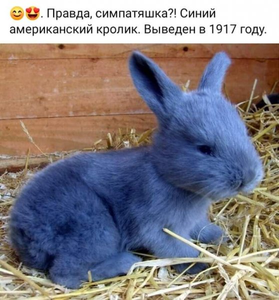 Необычный синий кролик