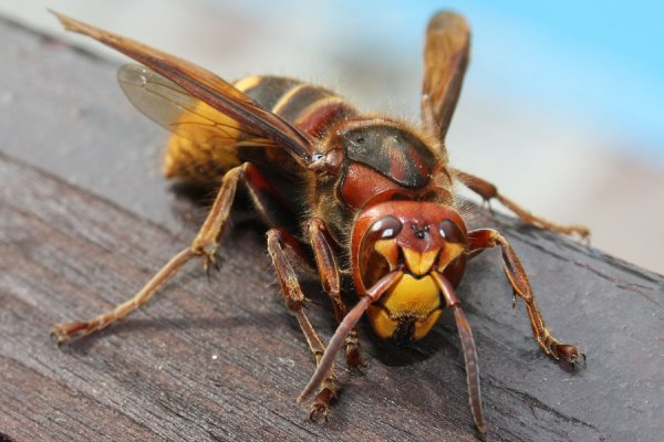 Angry hornet