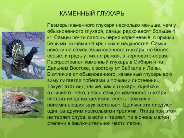 Каменный глухарь