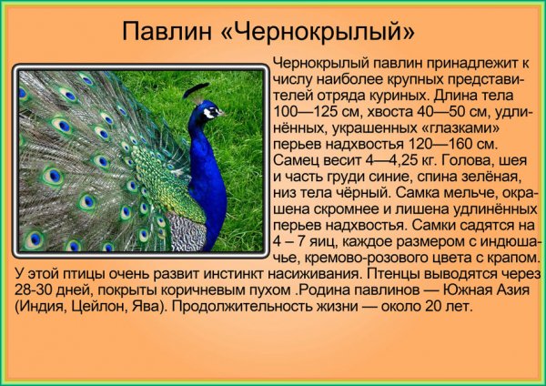 Павлин Чернокрылый