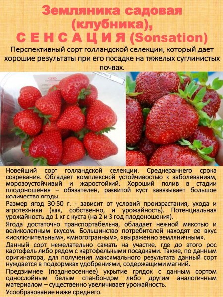 "Сенсация"