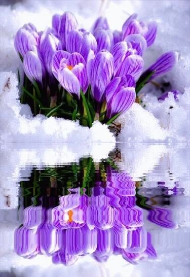 Подснежники