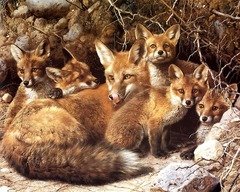 fox-with-her-babies
