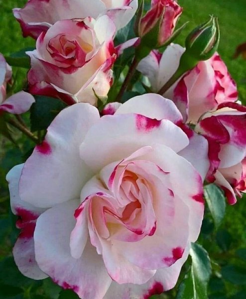 image (3) (9)