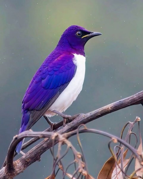 Скворец аметистовый короткохвостый