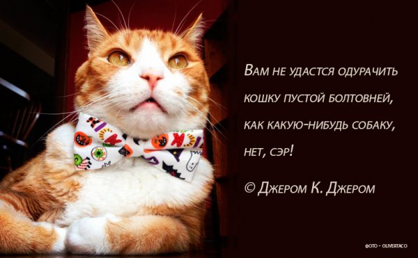 Нет, сэр!