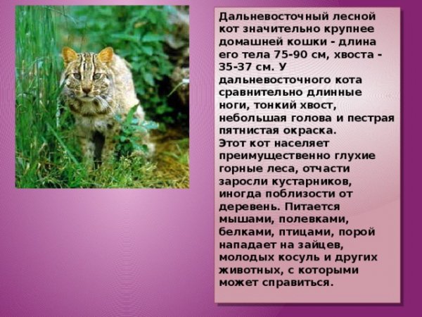 Дальневосточный лесной кот