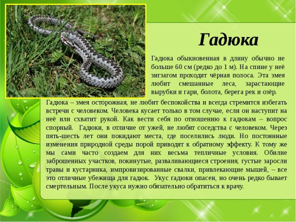 Гадюка