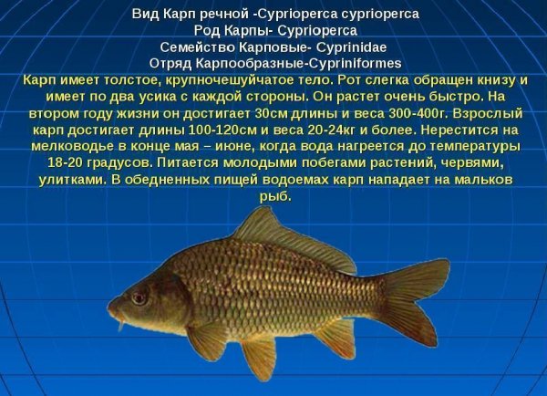 Карп речной