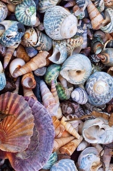 В Ракушках живут сначала Улитки, потом Жемчужины