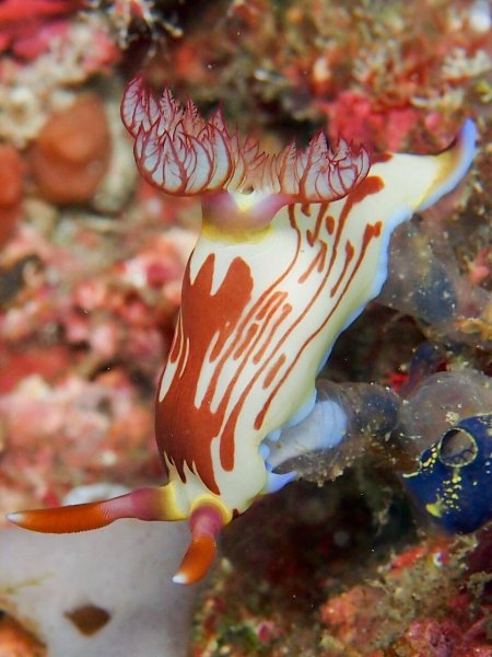 0 816af e08b8ac1 XXXL