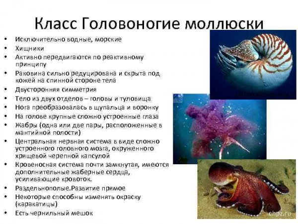Головоногие моллюски