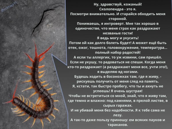 Сколопендра