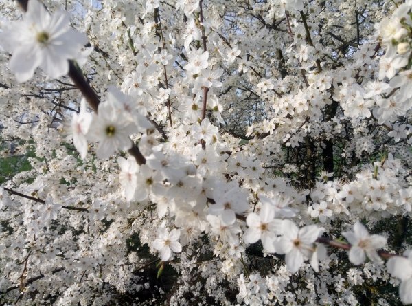 Cherry Plum Blossoms 2024 2