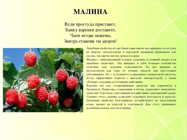 Малина