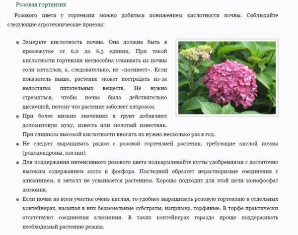 Розовая гортензия