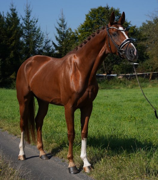 MEDIA # OF HORSE