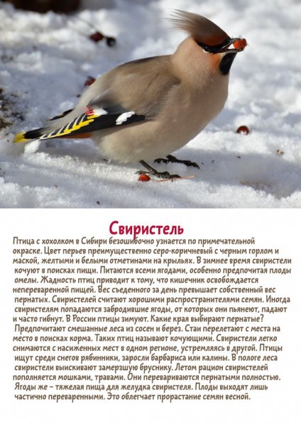 Свиристель