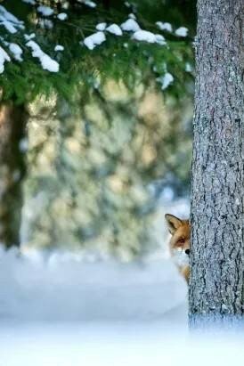 Ну и где эта ворона со своим сыром?