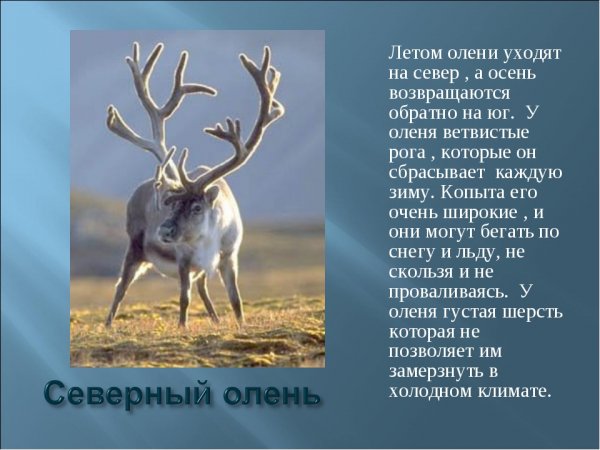 Северный олень