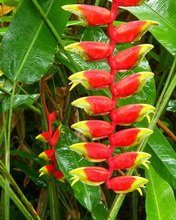 Flowers 112