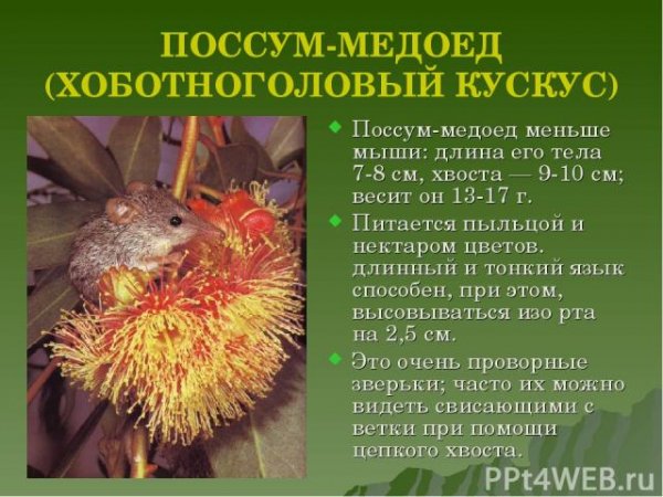 Поссум медоед