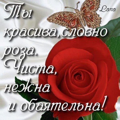 роза