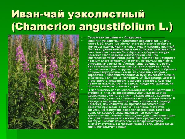 Иван - чай узколистный