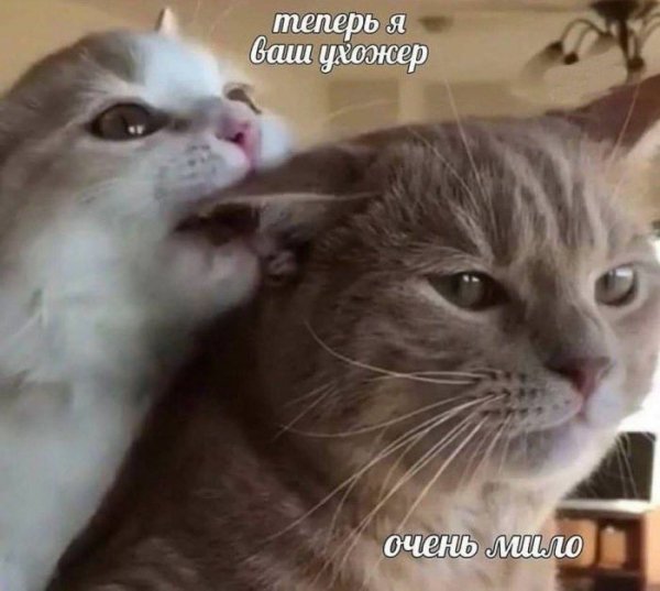 Sbornik-memov-i-kommentariev-iz-socialnyh-setej-9