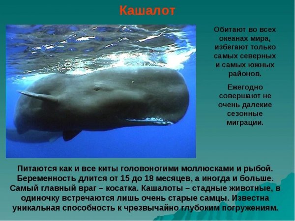 Кашалот