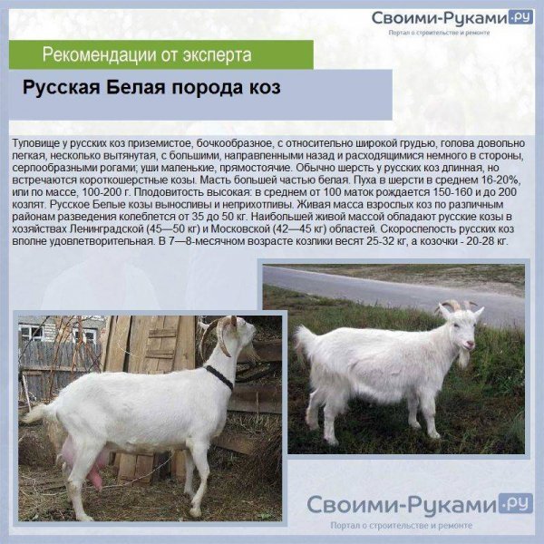 Русская Белая