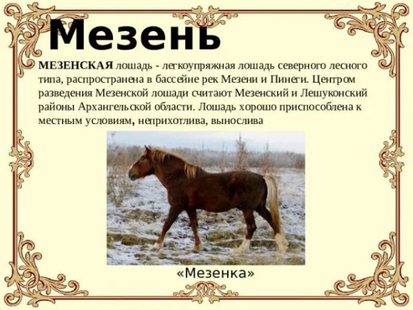 Поморская порода