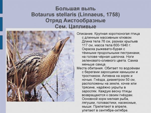 Большая выпь