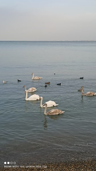 Анапа. Лебеди на галечном пляже