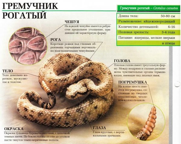 Гремучник рогатый