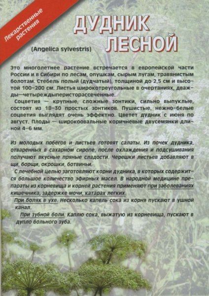 Дудник лесной