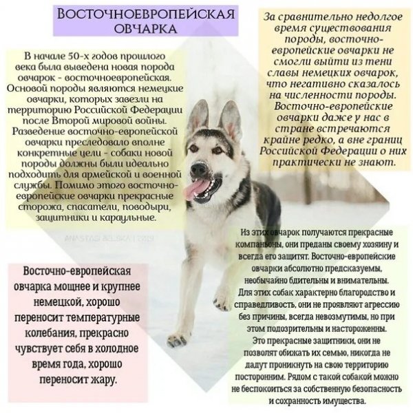 Восточноевропейская овчарка
