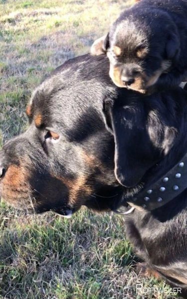 Ротвейлеры!