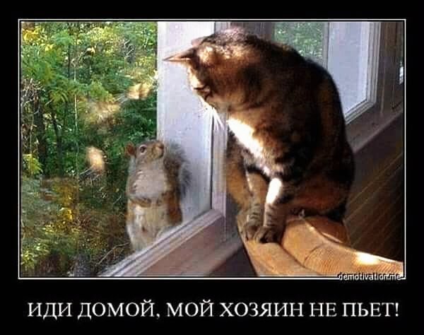 демотиваторы 084040