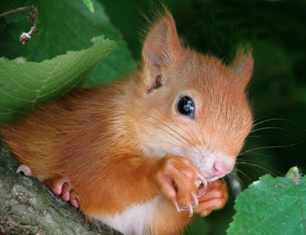 лесная красавица